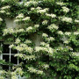 Гортензия черешковая (Hydrangea petiolaris) 1,5 л