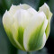 Тюльпан Spring Green 11/12