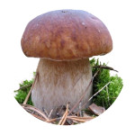 Міцелії грибів (27)