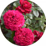 Почвопокровные розы (11)