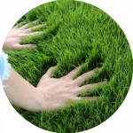 Удобрения для газона (7)