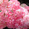 Гортензія Touch of Pink 2 л