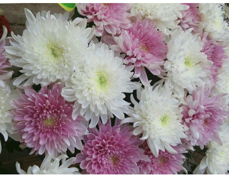 Хризантема: чому не цвіте, як пересадити та інші проблеми догляду