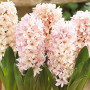 Гиацинт Apricot Passion 14/15