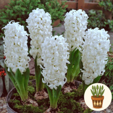 Гіацинт Aiolos 1 шт в горщику