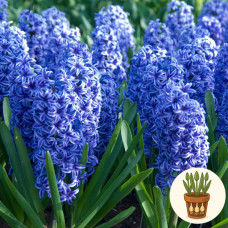 Гиацинт Blue Jacket 1 шт в горшке