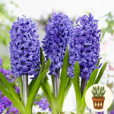 Гиацинт Blue Pearl 1 шт в горшке