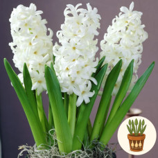 Гиацинт Carnegie 1 шт в горшке