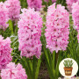 Цибулини Гіацинт Fondant в горщику