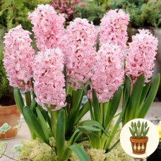 Гіацинт Fondant 1 шт в горщику