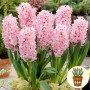 Цибулини Гіацинт Fondant в горщику