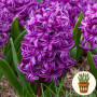 Гиацинт Purple Sensation 1 шт в горшке