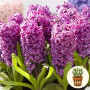 Гиацинт Purple Sensation 1 шт в горшке