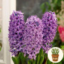 Гіацинт Purple Storm 1 шт в горщику