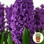 Гіацинт Purple Storm 1 шт в горщику