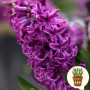 Гіацинт Purple Storm 1 шт в горщику