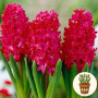 Гіацинт Red Glory 1 шт в горщику