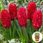 Гіацинт Red Glory 1 шт в горщику