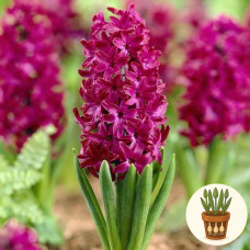 Гіацинт Woodstock 1 шт  в горщику
