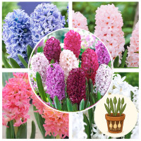 Гіацинт MIX (Пересорт) 1 шт в горщику