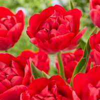 Тюльпан lle D'amour 11/12