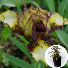 Ирис в горшке Banded Tiger