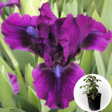 Ирис в горшке Bourgeois