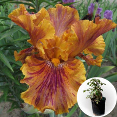 Ирис в горшке Crimson Tiger
