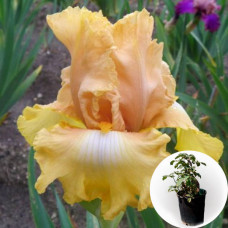 Ирис в горшке Dawning