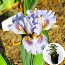 Ирис в горшке Eye Of Sauron