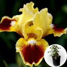 Ирис в горшке Jazzamatazz