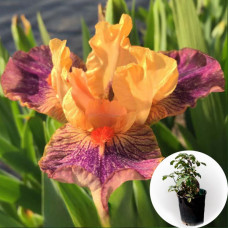 Ирис в горшке Martian