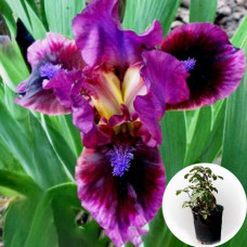 Ирис в горшке Mini Dinamo