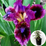 Ирис в горшке Mini Dinamo