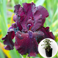Ирис в горшке Rio Rojo