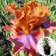 Ирис в горшке Touch of Gossip