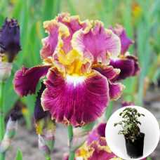 Ірис в горщику Affair