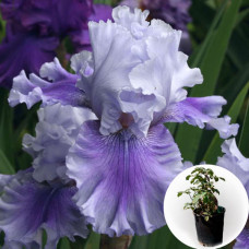 Ірис в горщику Ascent of Angles