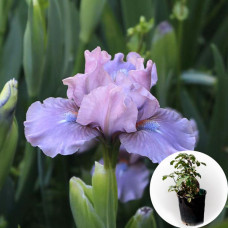 Ірис в горщику Cherry Blush