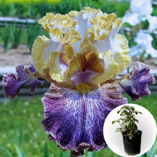 Ірис в горщику Dipped In Dots