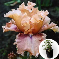 Ирис в горшке I'm Yours Lady