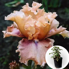 Ирис в горшке I'm Yours Lady