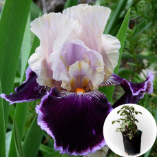 Ирис в горшке Liaison