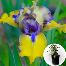 Ирис в горшке Magnetic Storm