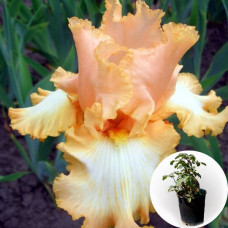 Ирис в горшке Oktoberfest