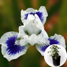 Ирис в горшке Open Your Eyes