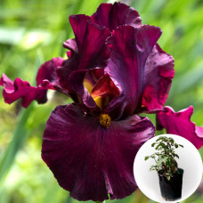 Ирис в горшке Saturday Night Live