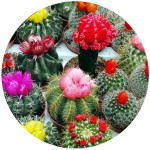 Семена кактусов (3)