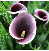 Кала Arabian Night 14/16