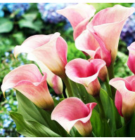 Кала Captain Marrero 14/16